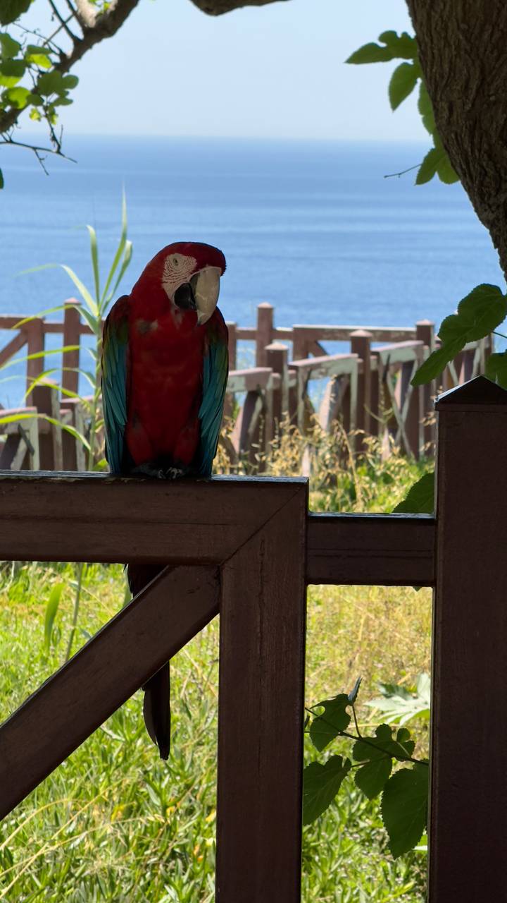 Perroquet coloré assis sur une clôture en bois.