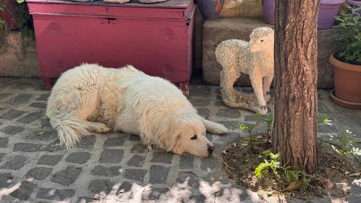 Chien blanc allongé sur un sol pavé à côté d'un arbre.