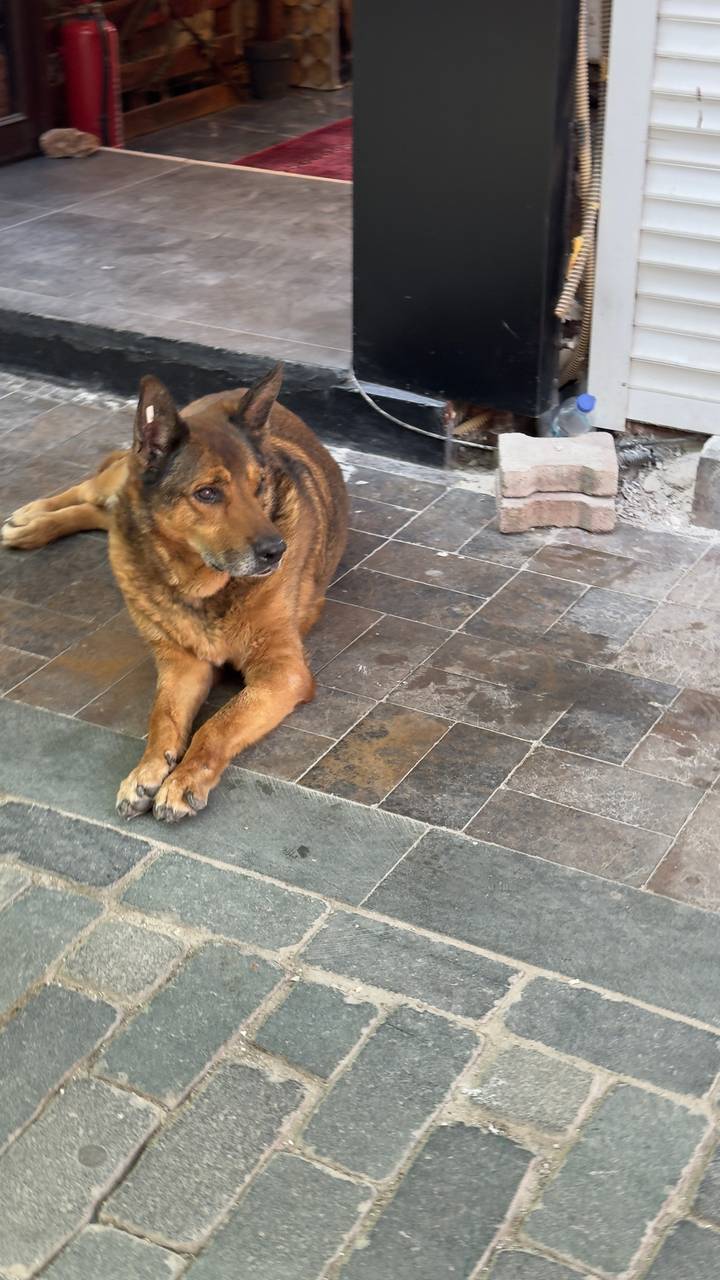 Chien brun couché sur un sol carrelé.