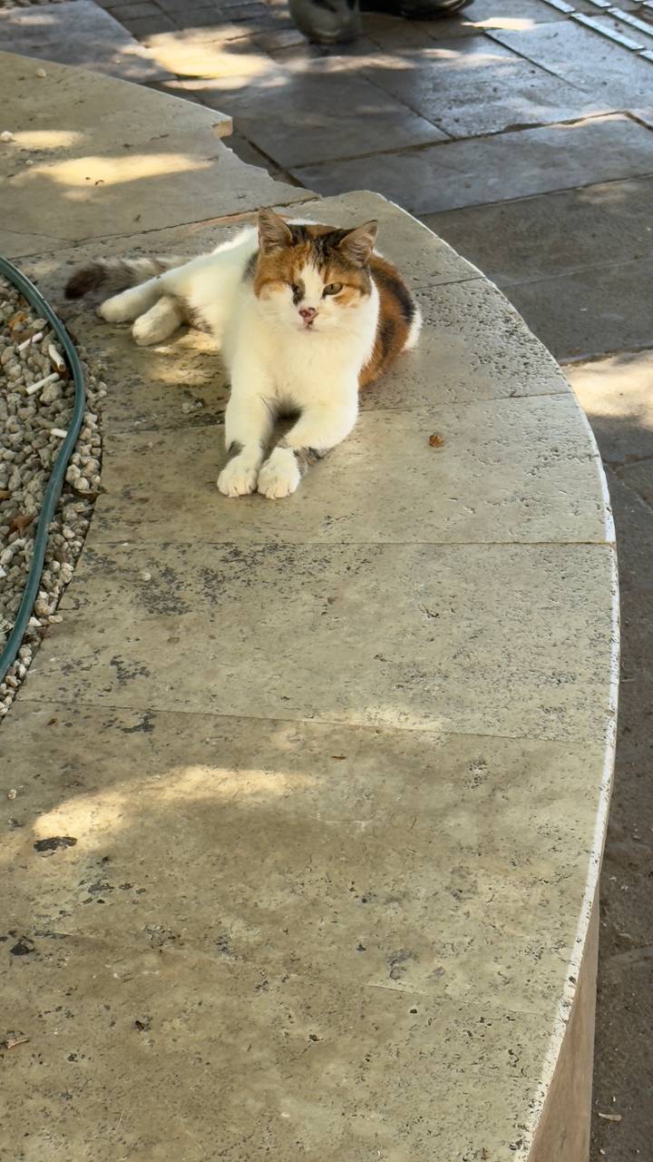 Pattes de chat visibles sur un banc de pierre.