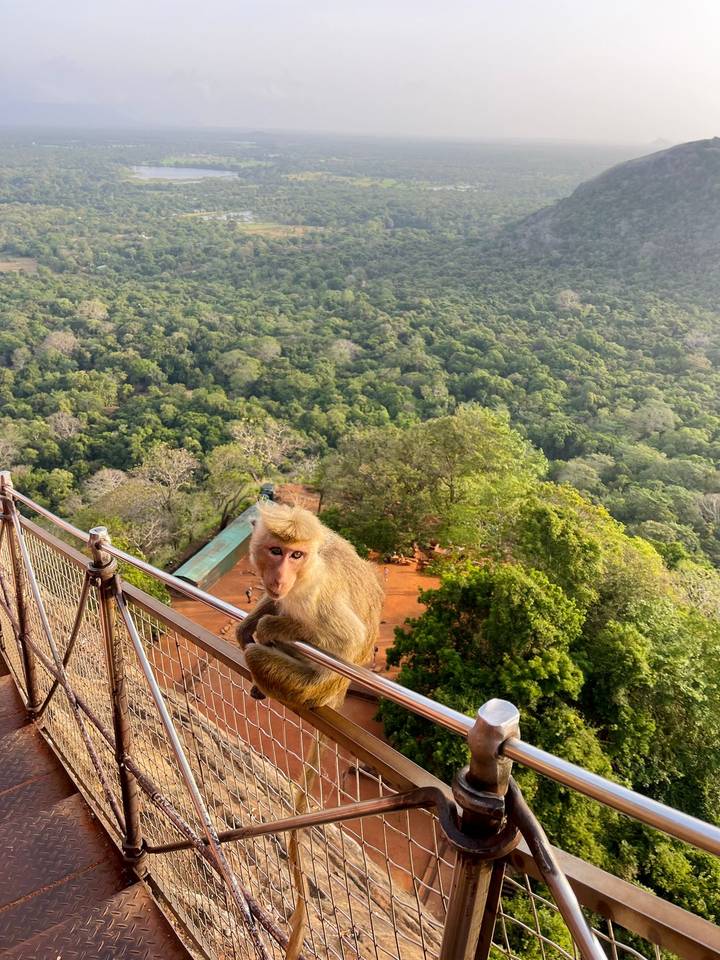 Un singe perché sur une rambarde surplombant la forêt.