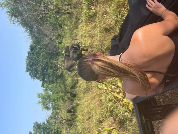 Vue arrière d'une personne observant des buffles dans un champ herbeux.