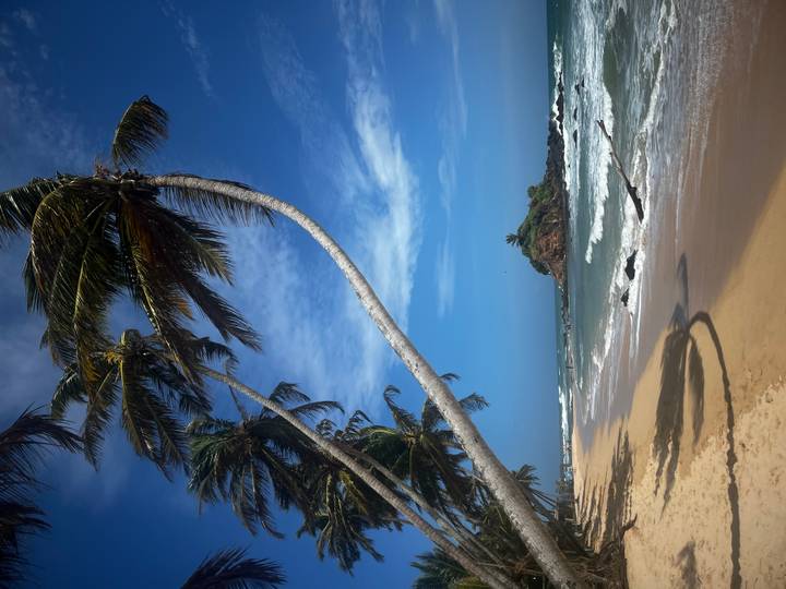 Palmiers penchés sur une plage tropicale avec un ciel bleu.