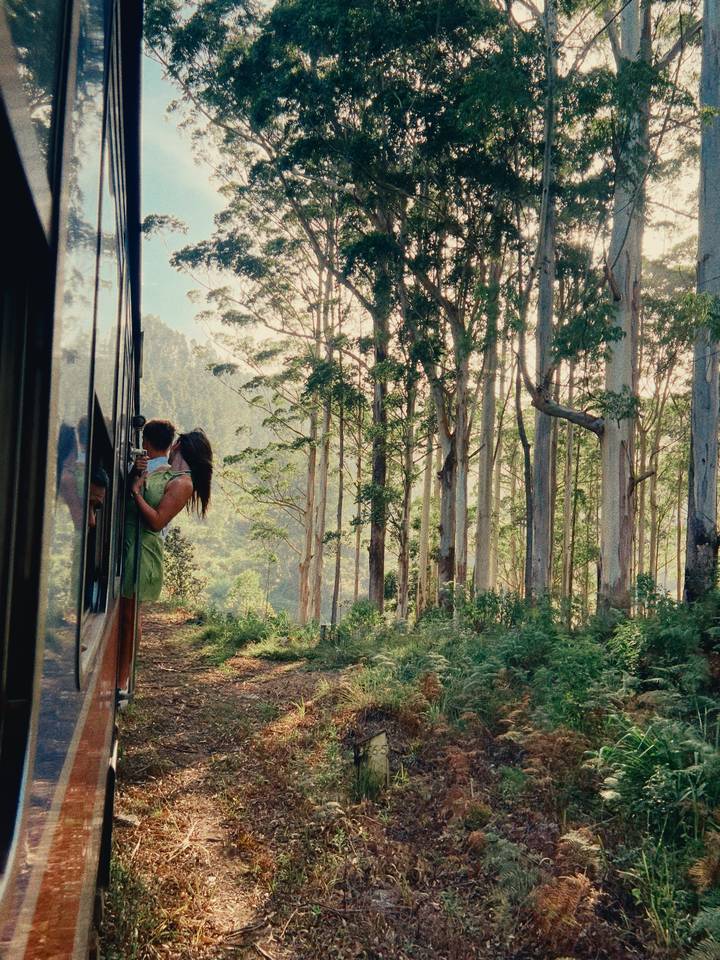 Deux personnes dans un train admirant des vues sur une forêt luxuriante.