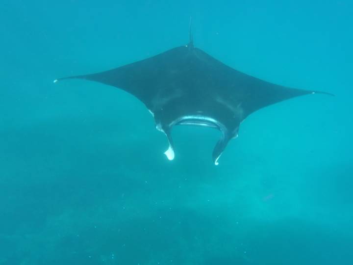 Raie manta nageant sous l'eau.