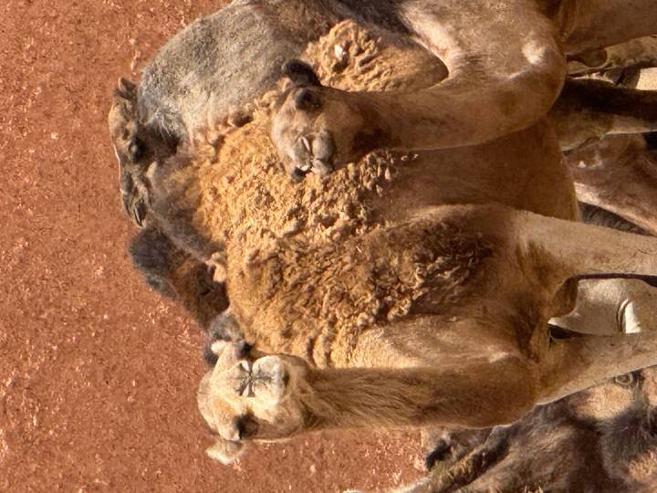 Close-up of a group of camels in the desert.