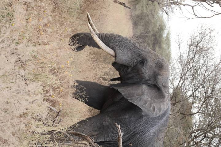 Elephant walking in a grassy savanna with trees in the background.