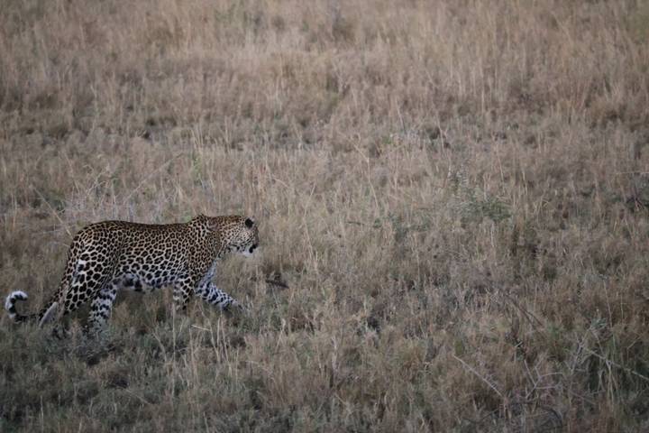 Leopard walking through dry grasslands.