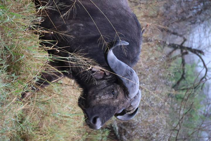 Buffalo standing in the grass with a bird on its back.
