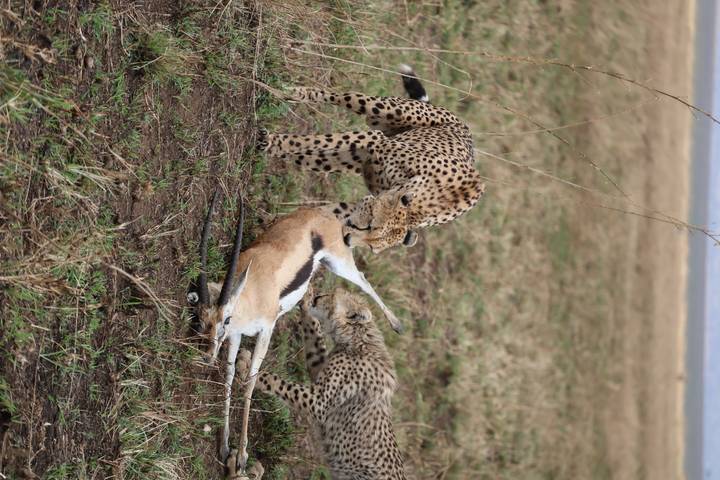 Cheetahs feeding on prey in an open field.