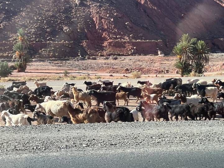 Troupeau de chèvres sur un paysage rocheux et aride.