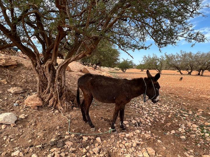Âne attaché à un arbre dans un cadre rural.