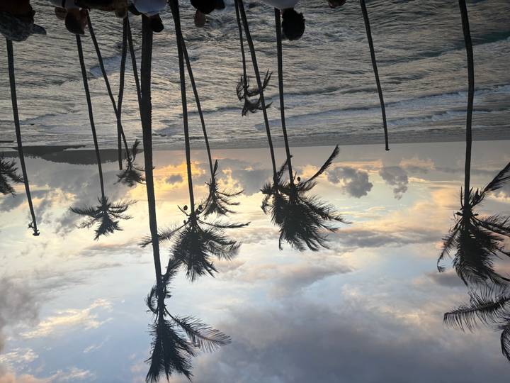 Scenic view of the ocean at sunset with palm trees.