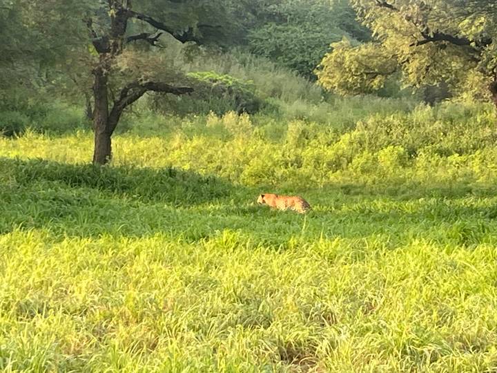 Ein Gepard, der durch ein grasbewachsenes Feld geht, umgeben von Bäumen.