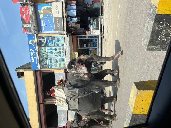 Ein Elefant, der auf einer Straße mit Geschäften im Hintergrund läuft.