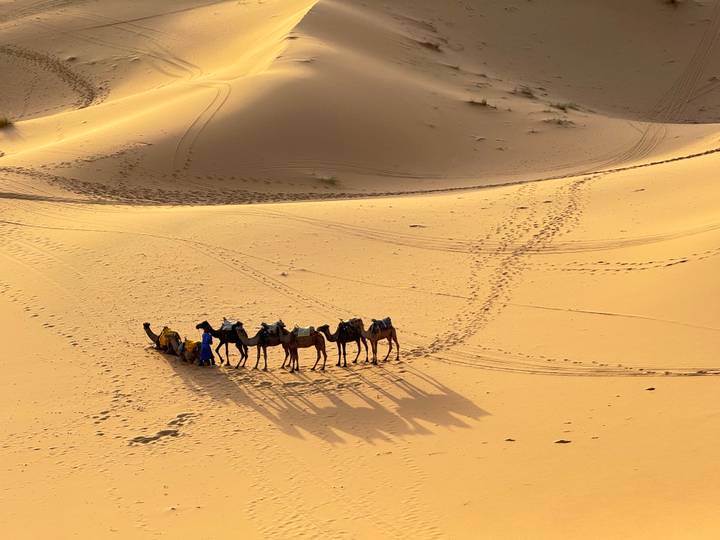 Des chameaux et une personne projetant de longues ombres sur les dunes du désert.