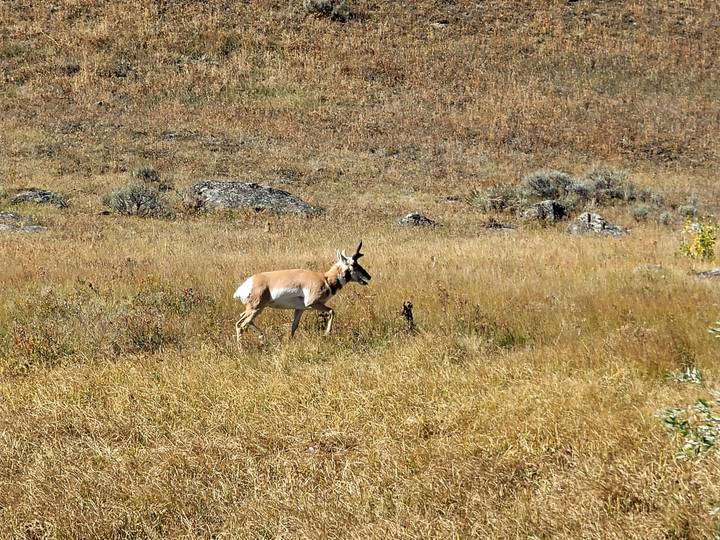 Une antilope pronghorn debout dans une prairie herbeuse.