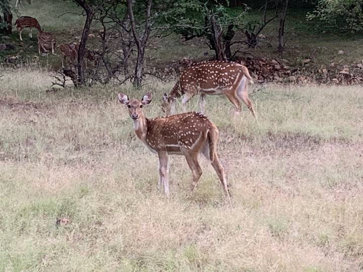 Deux cerfs broutant dans un champ avec des arbres en arrière-plan.