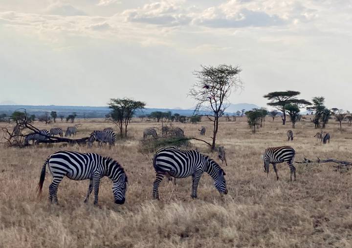 Des zèbres broutant dans un champ avec des arbres clairsemés dans la savane.