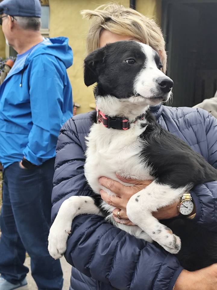 Petit chien tenu par une personne portant une veste bleue.