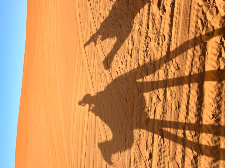 Silhouette de chameaux dans le désert du Sahara au coucher du soleil.