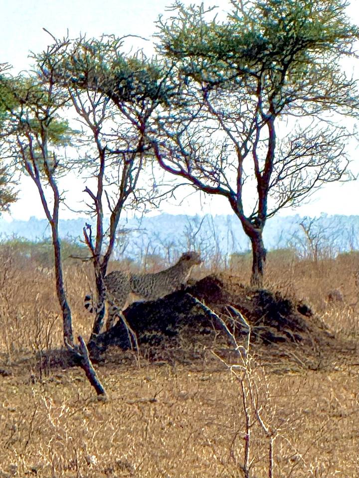 Guépard debout sur une termitière sous les arbres.