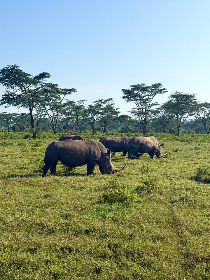 Des rhinocéros broutent dans la savane.