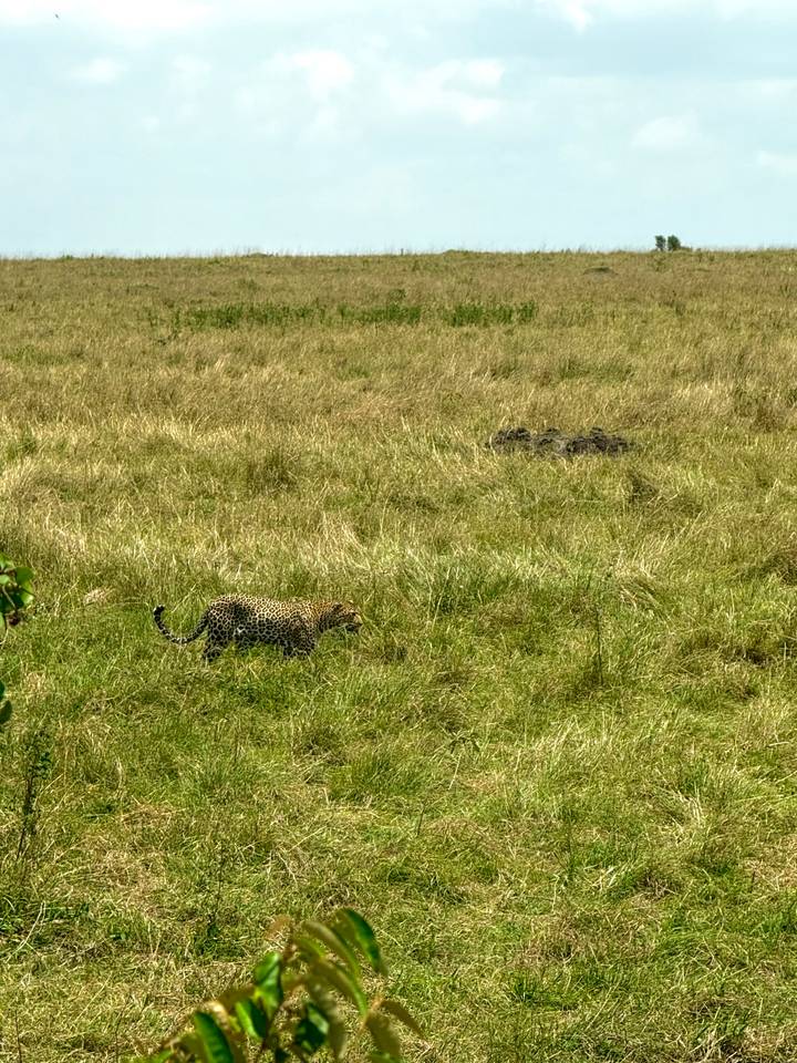 Léopard marchant à travers les hautes herbes dans la savane.