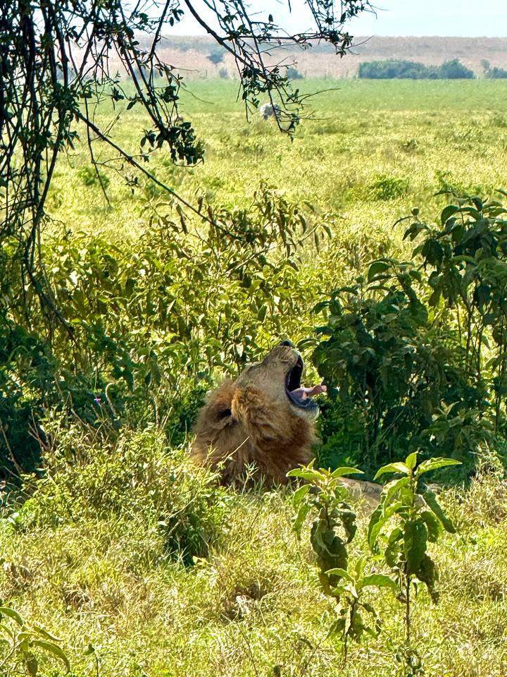 Lion bâillant au milieu du feuillage vert.