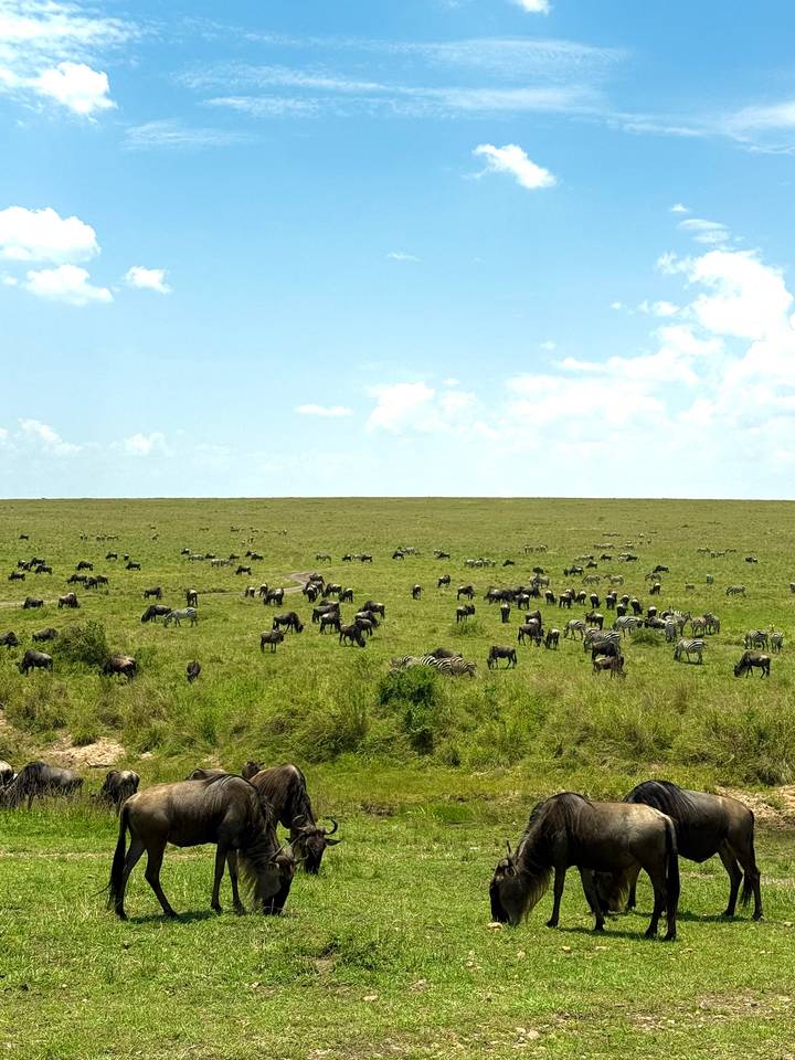 Troupeau de gnous et de zèbres paissant dans la savane.