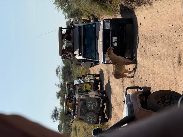 Véhicules de safari observant un lion qui passe sur un chemin de terre.