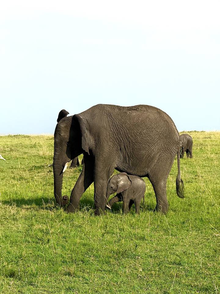 Mère éléphant marchant avec son petit dans une plaine herbeuse.