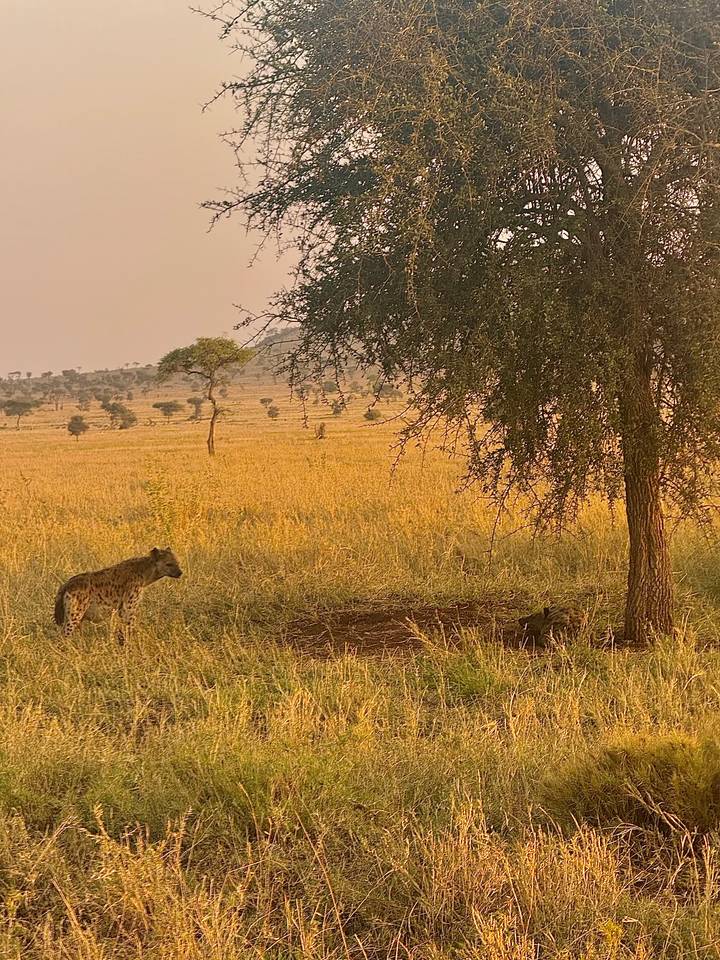 Hyènes se reposant dans un paysage de savane sous un arbre.