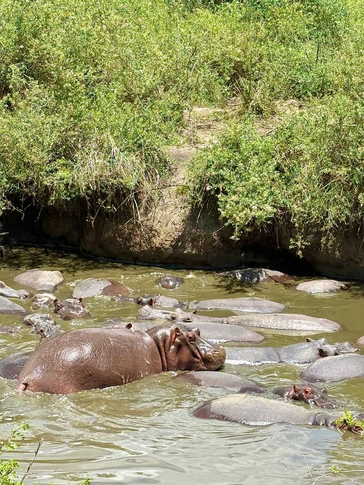 Groupe d'hippopotames dans un point d'eau boueux.