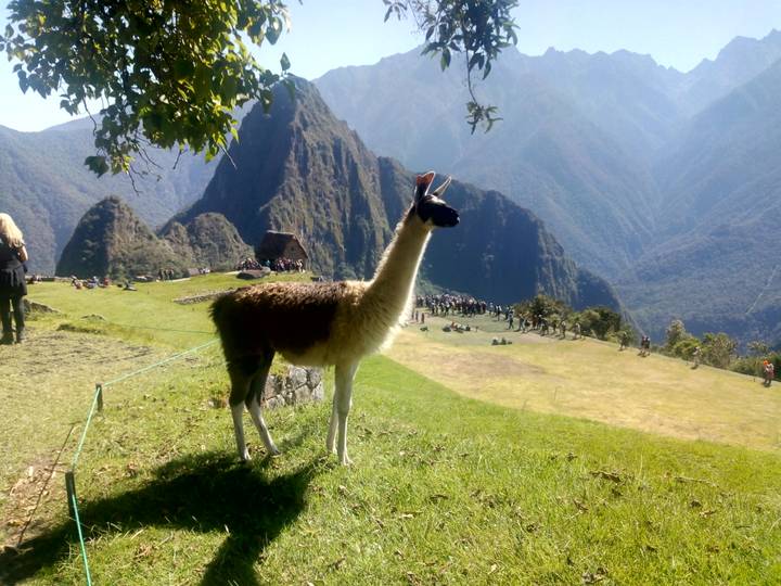 Llama standing with Machu Picchu ruins in the background