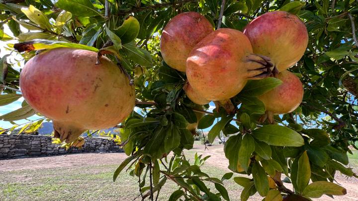 Gros plan de grandes grenades suspendues à un arbre.