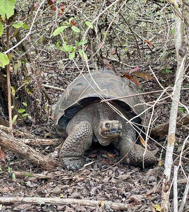 Grande tortue dans un environnement naturel.