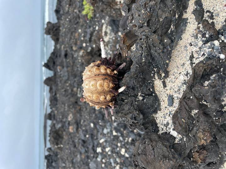 Gros plan d'un organisme marin sur des rochers.