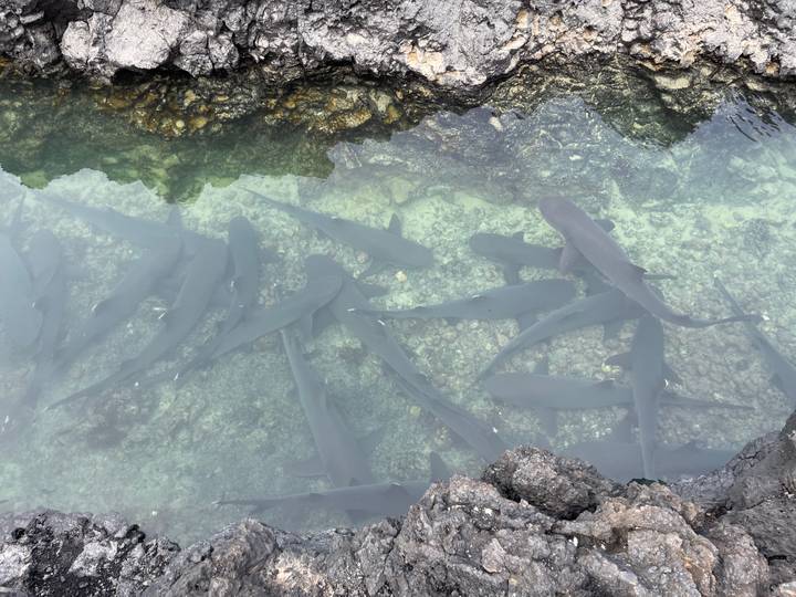 Groupe de requins vu sous l'eau.