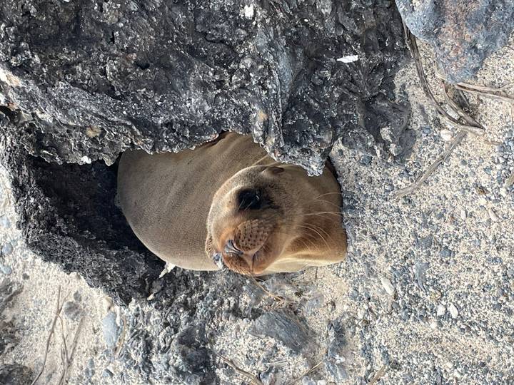 Un phoque se reposant sur un terrain rocheux.