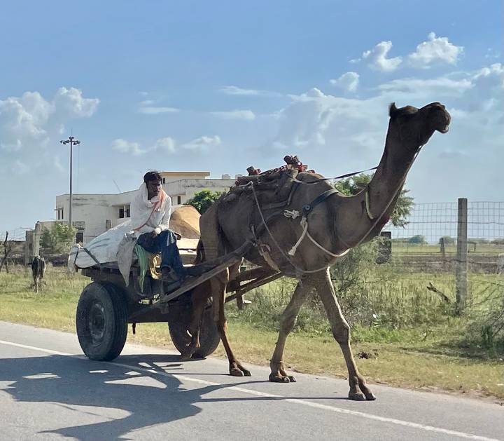 Homme montant une charrette à chameau sur une route
