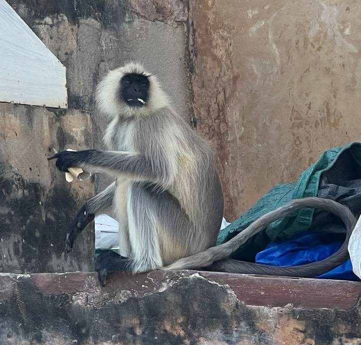 Singe langur assis sur un mur en train de manger