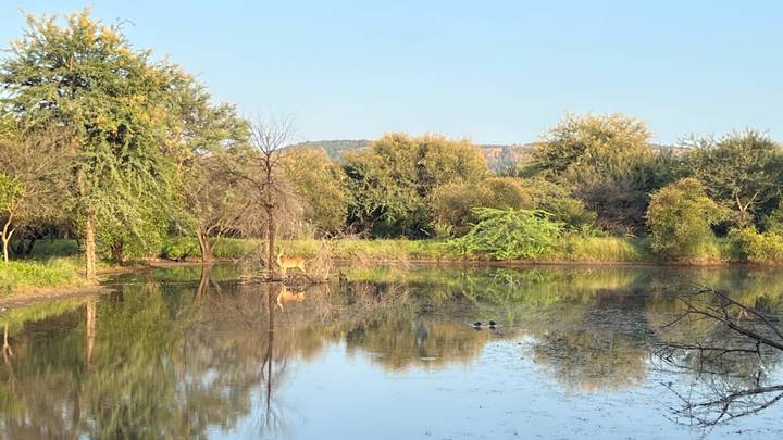 Un lac serein avec des arbres et un cerf