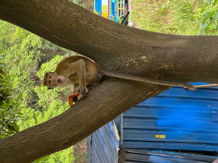 Singe assis dans un arbre avec de la verdure en arrière-plan.