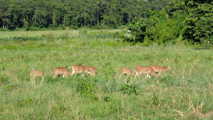 Groupe de cerfs paissant dans un champ herbeux.