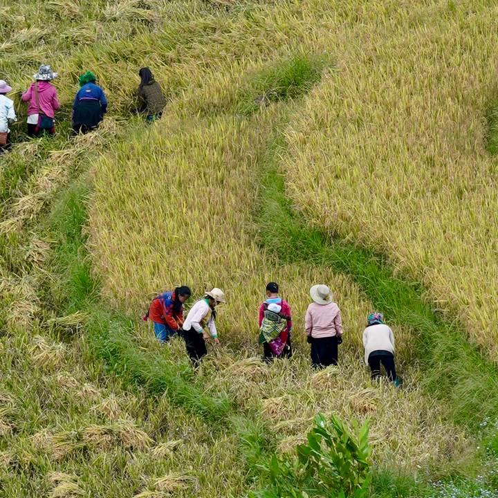 Groupe de personnes récoltant du riz dans un champ.
