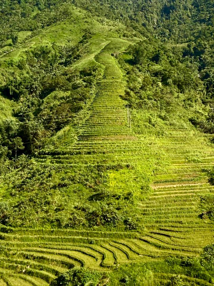 Collines verdoyantes en terrasses mettant en valeur la culture du riz.