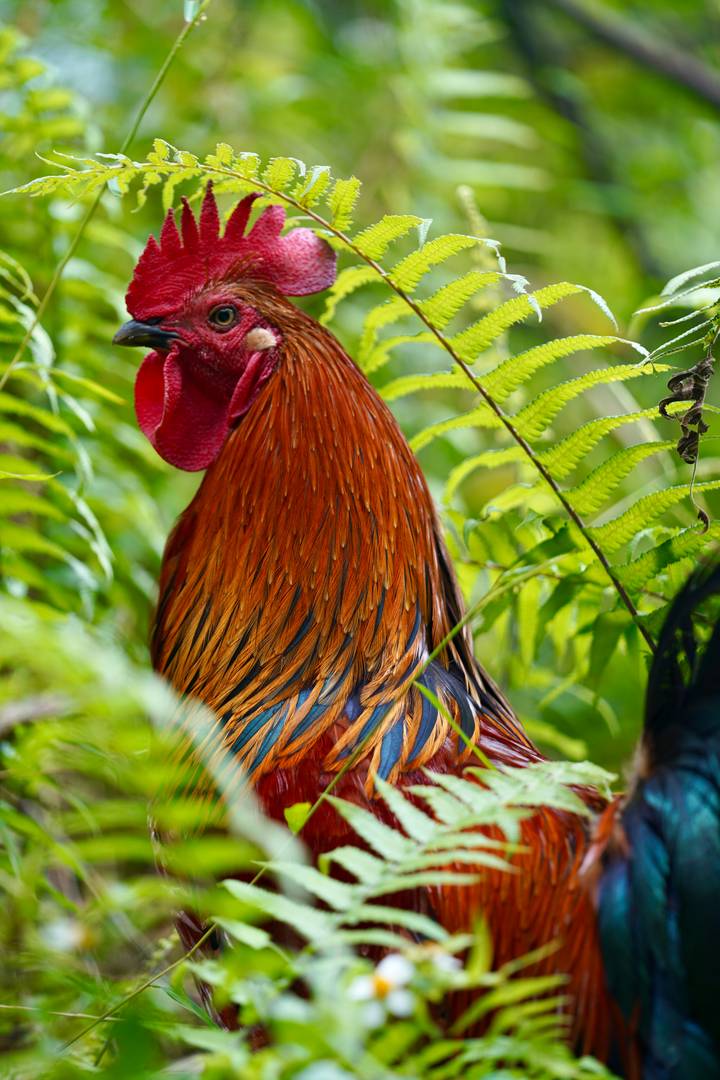 Coq vibrant devant des fougères vertes.