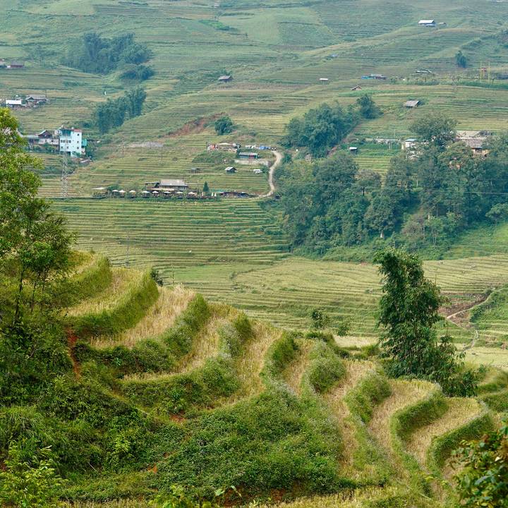 Rizières en terrasses et maisons dispersées sur une colline.