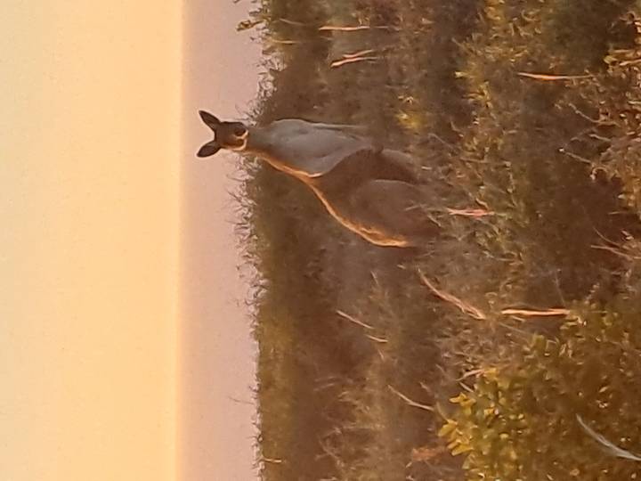 Kangourou debout sur un champ d'herbe pendant le coucher du soleil.